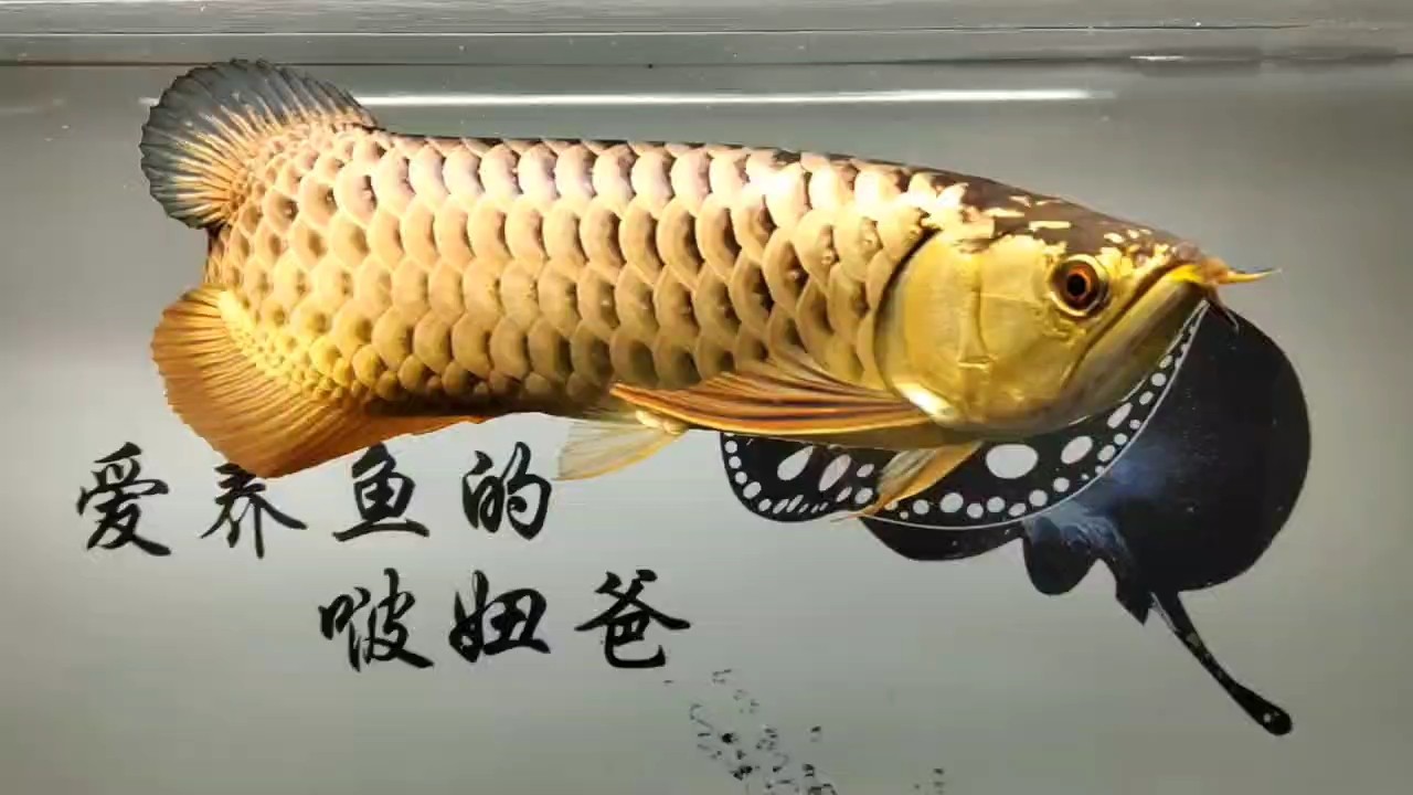 狀態從來都不是餓出來的