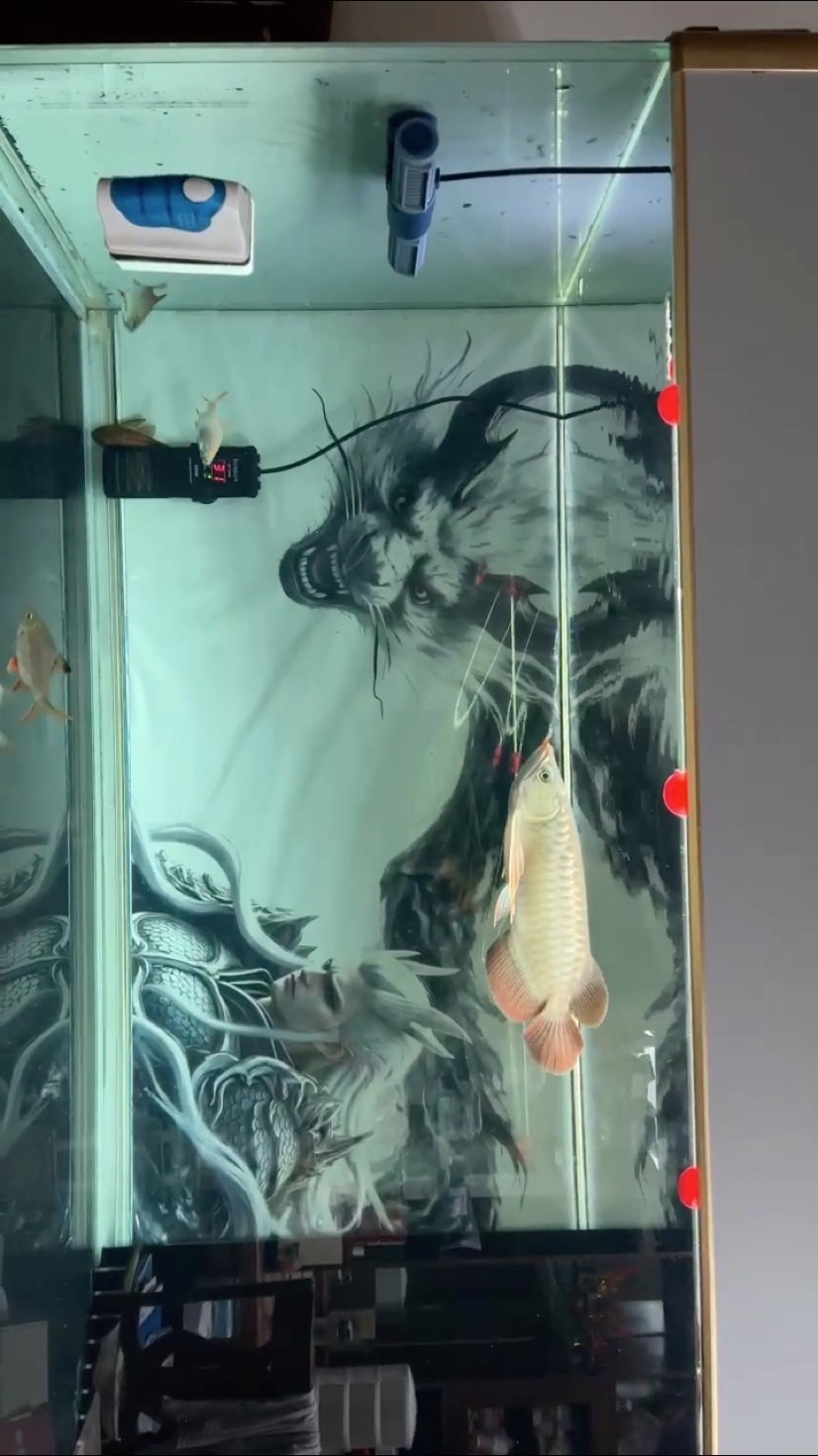 燈光擺放。 燈光擺放。 龍魚論壇