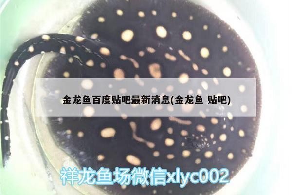 <strong><mark>南京</mark></strong>市建鄴區逍遙樂水族館（<strong><mark>南京</mark></strong>市建鄴區逍遙樂水族館地址）
