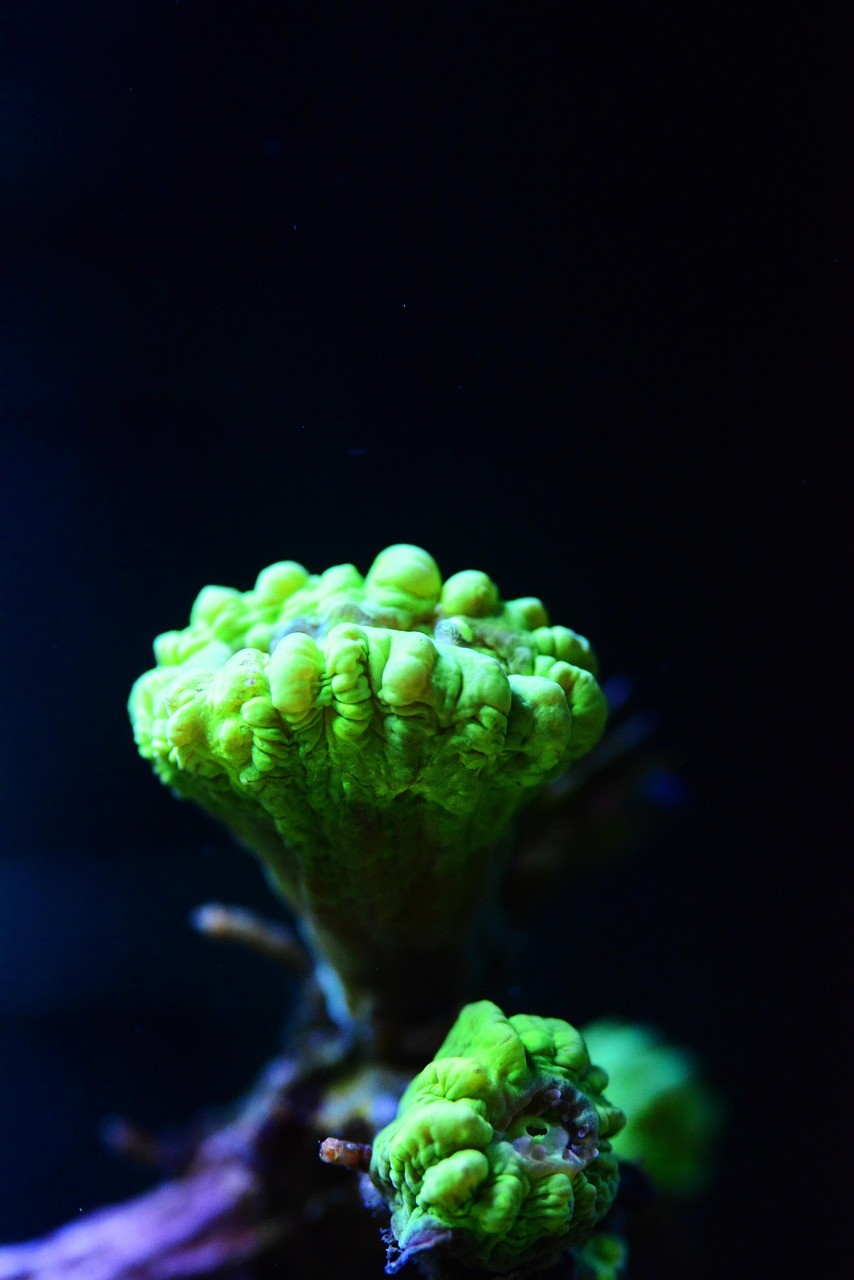 水族濾材最建議買哪個顏色