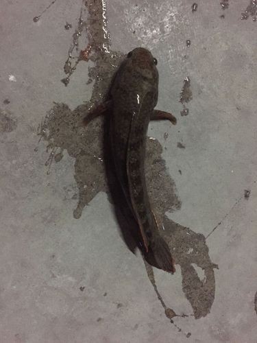 馬古龍魚的圖片大全大圖 龍魚百科 第5張 馬古龍魚的圖片大全大圖 馬古龍魚的圖片大全大圖 龍魚百科 第5張