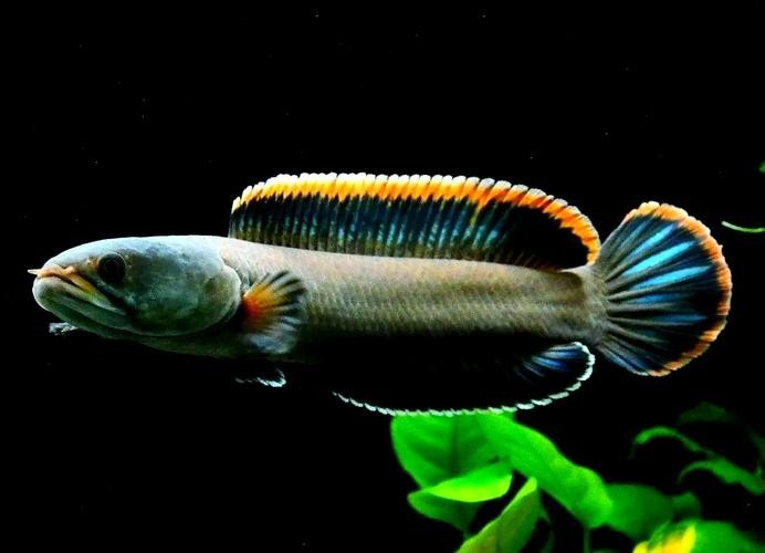 馬古龍魚的圖片大全大圖 龍魚百科 第6張 馬古龍魚的圖片大全大圖 馬古龍魚的圖片大全大圖 龍魚百科 第6張