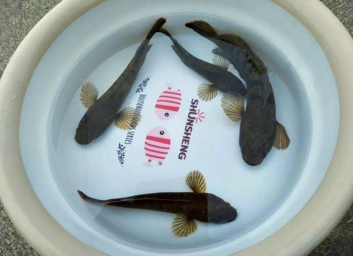 馬古龍魚的圖片大全大圖 龍魚百科 第7張 馬古龍魚的圖片大全大圖 馬古龍魚的圖片大全大圖 龍魚百科 第7張