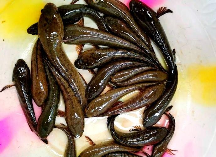 馬古龍魚的圖片大全大圖 龍魚百科 第2張 馬古龍魚的圖片大全大圖 馬古龍魚的圖片大全大圖 龍魚百科 第2張