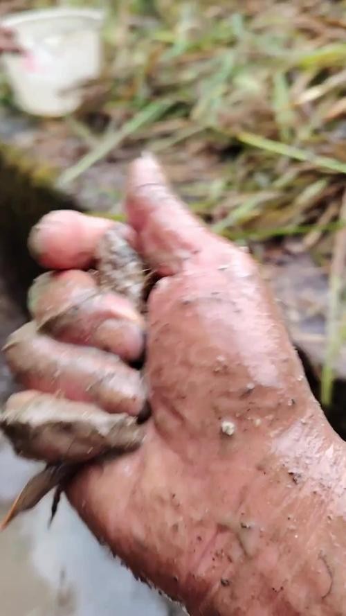 馬古龍魚的圖片大全大圖 龍魚百科 第12張 馬古龍魚的圖片大全大圖 馬古龍魚的圖片大全大圖 龍魚百科 第12張