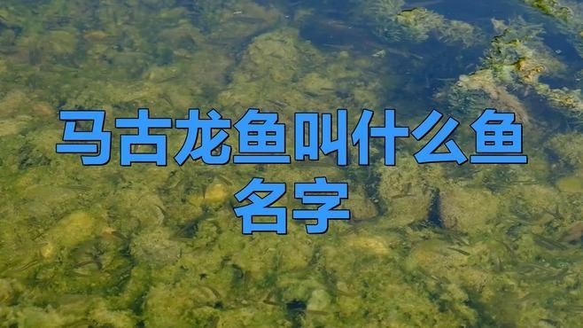 馬古龍魚的圖片大全大圖 馬古龍魚的圖片大全大圖 龍魚百科 第24張