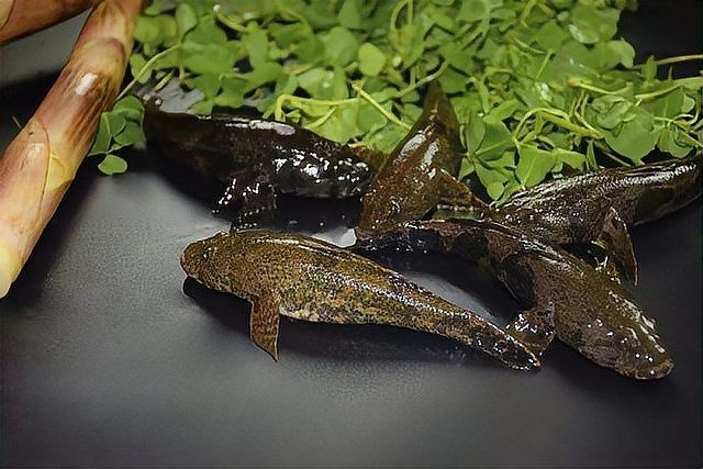 馬古龍魚的圖片大全大圖 馬古龍魚的圖片大全大圖 龍魚百科 第27張