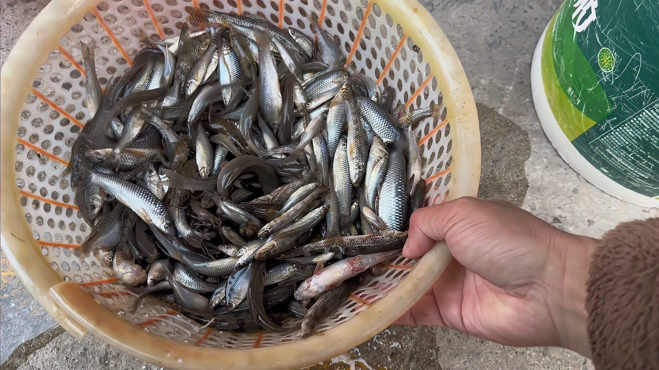 馬古龍魚的圖片大全大圖 馬古龍魚的圖片大全大圖 龍魚百科 第25張