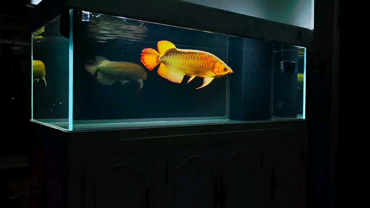 金龍魚1.8升價格表