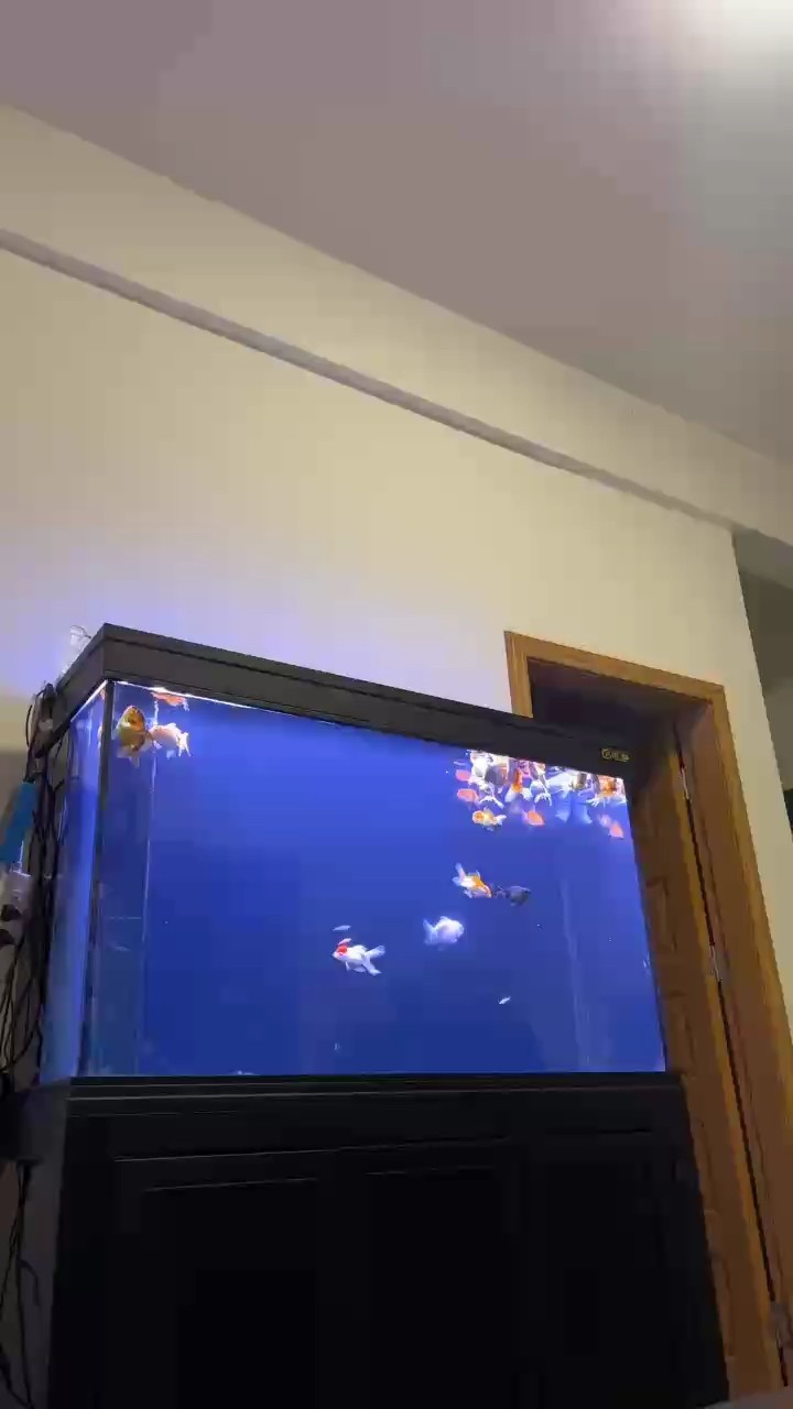 下水管聲音太大怎么解決啊 下水管聲音太大怎么解決啊 龍魚論壇