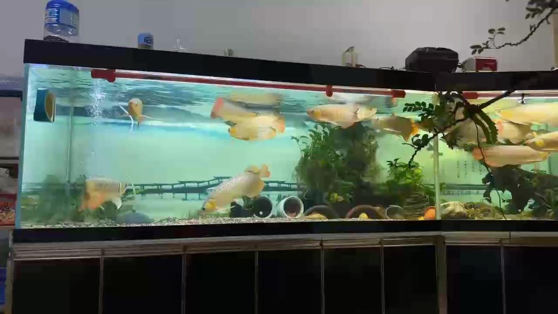 又到賞魚時間。●“君子食無求飽，居無求安，敏于事而慎于言，就有道而正焉。” 又到賞魚時間。●“君子食無求飽，居無求安，敏于事而慎于言，就有道而正焉。” 龍魚論壇