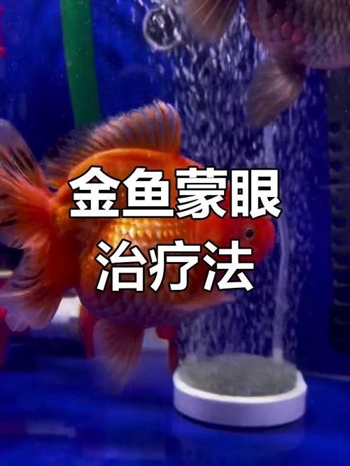 金龍魚蒙眼圖片大全