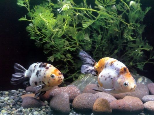 龍魚干蝦有營養嗎 涿州市鑫磊花鳥魚蟲商貿經營部(涿州市鑫磊花鳥魚蟲商貿經營部怎么樣) 全國水族館企業名錄 涿州市鑫磊花鳥魚蟲商貿經營部(涿州市鑫磊花鳥魚蟲商貿經營部怎么樣) 涿州市鑫磊花鳥魚蟲商貿經營部(涿州市鑫磊花鳥魚蟲商貿經營部怎么樣) 全國水族館企業名錄