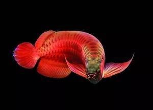 銀龍魚圖片高清大圖大全視頻播放