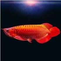 銀龍魚圖片高清大圖大全視頻播放