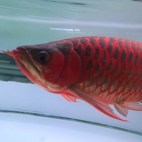 銀龍魚圖片高清大圖大全視頻播放
