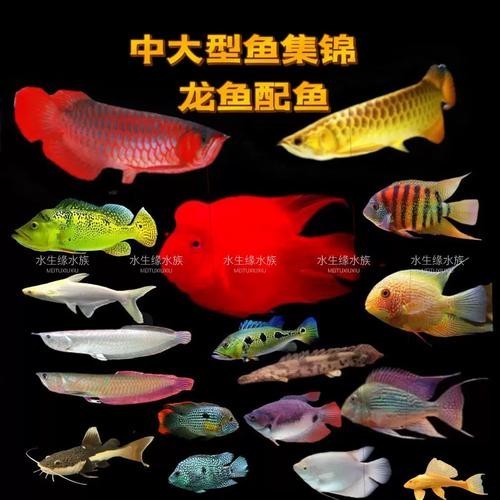 銀龍魚圖片高清大圖大全視頻播放