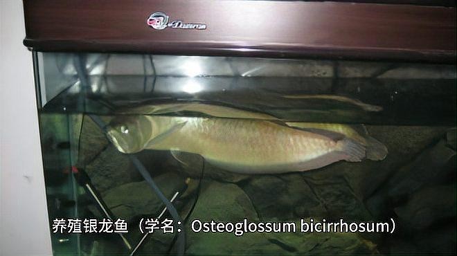銀龍魚圖片高清大圖大全視頻播放