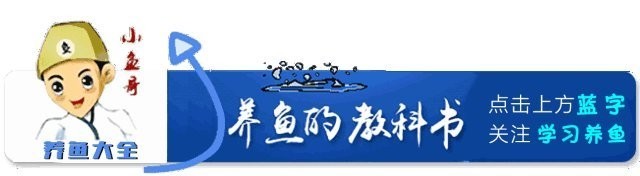龍魚拒食后應(yīng)該如何處理？