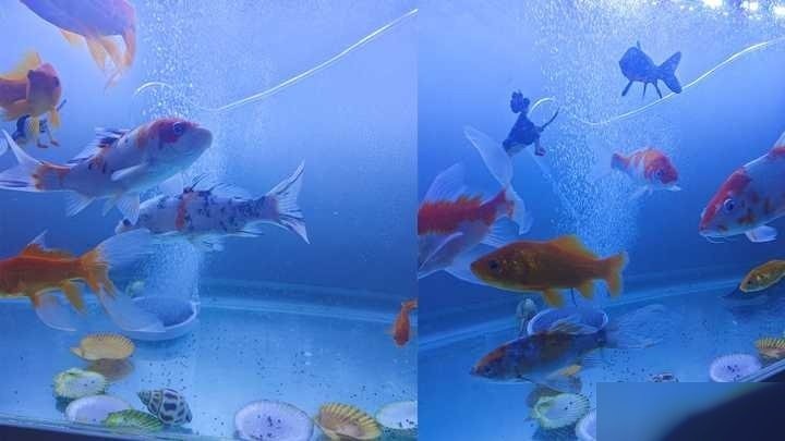 龍魚打氧氣需要24小時嗎？