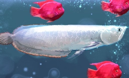 龍魚打氧氣需要24小時嗎？