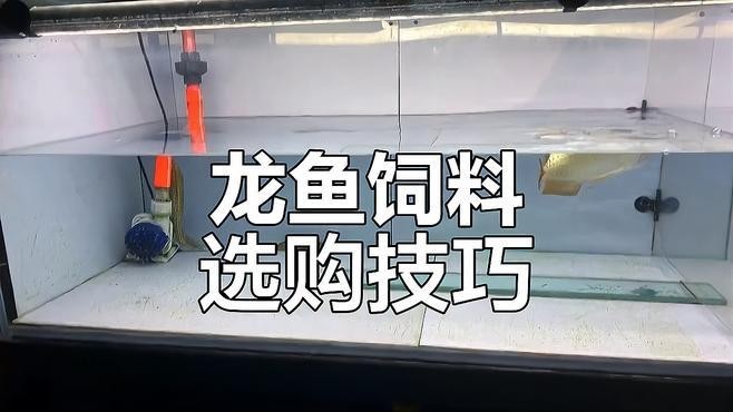 銀龍魚魚糧什么牌子好吃又實惠