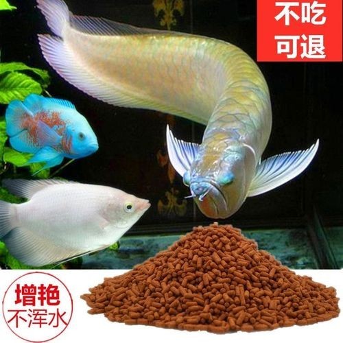 銀龍魚魚糧什么牌子好吃又實惠