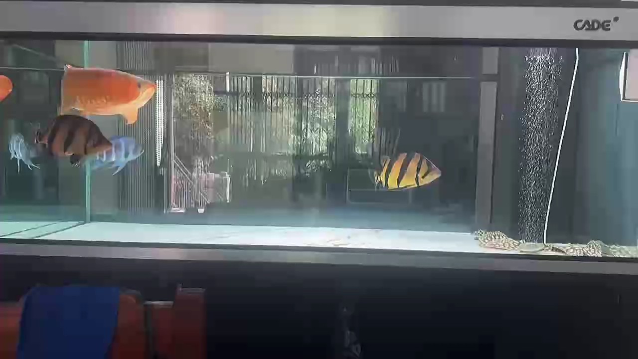 七月的顏色