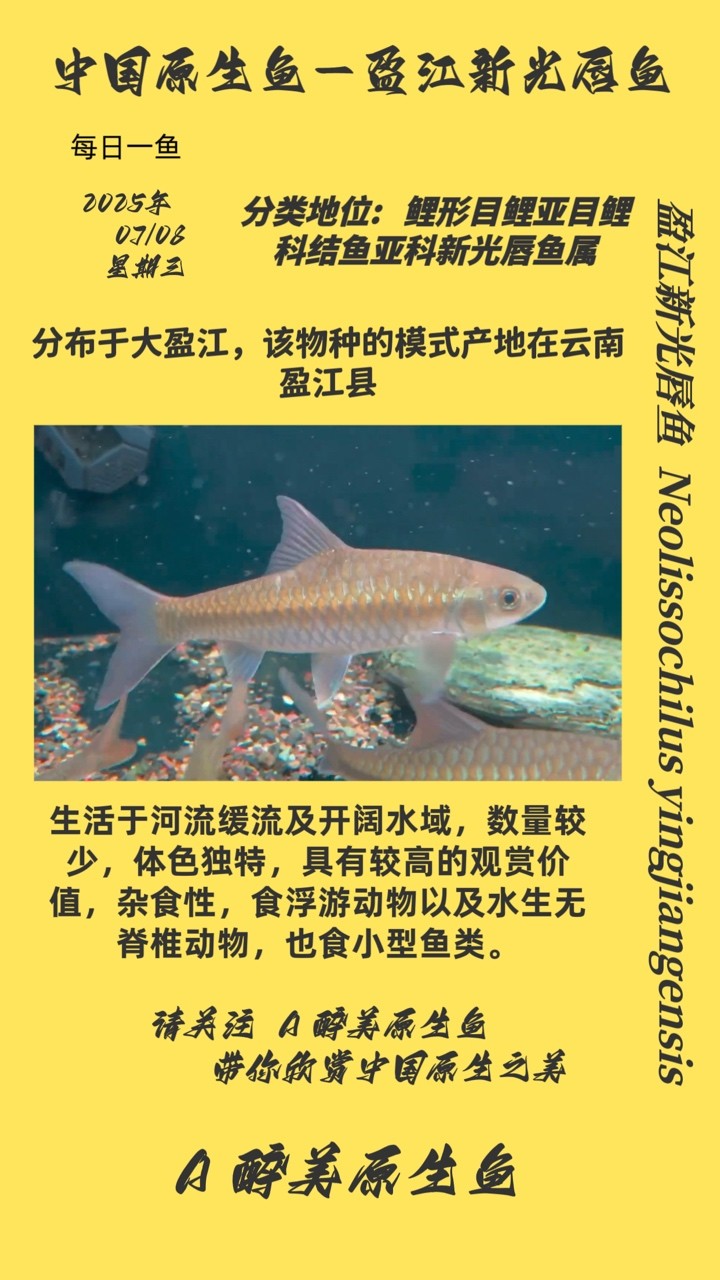 盈江新光唇魚