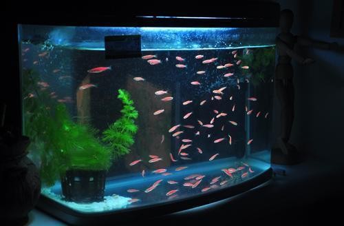 章丘市雙山菲詩水族館（章丘市雙山菲詩水族館電話）