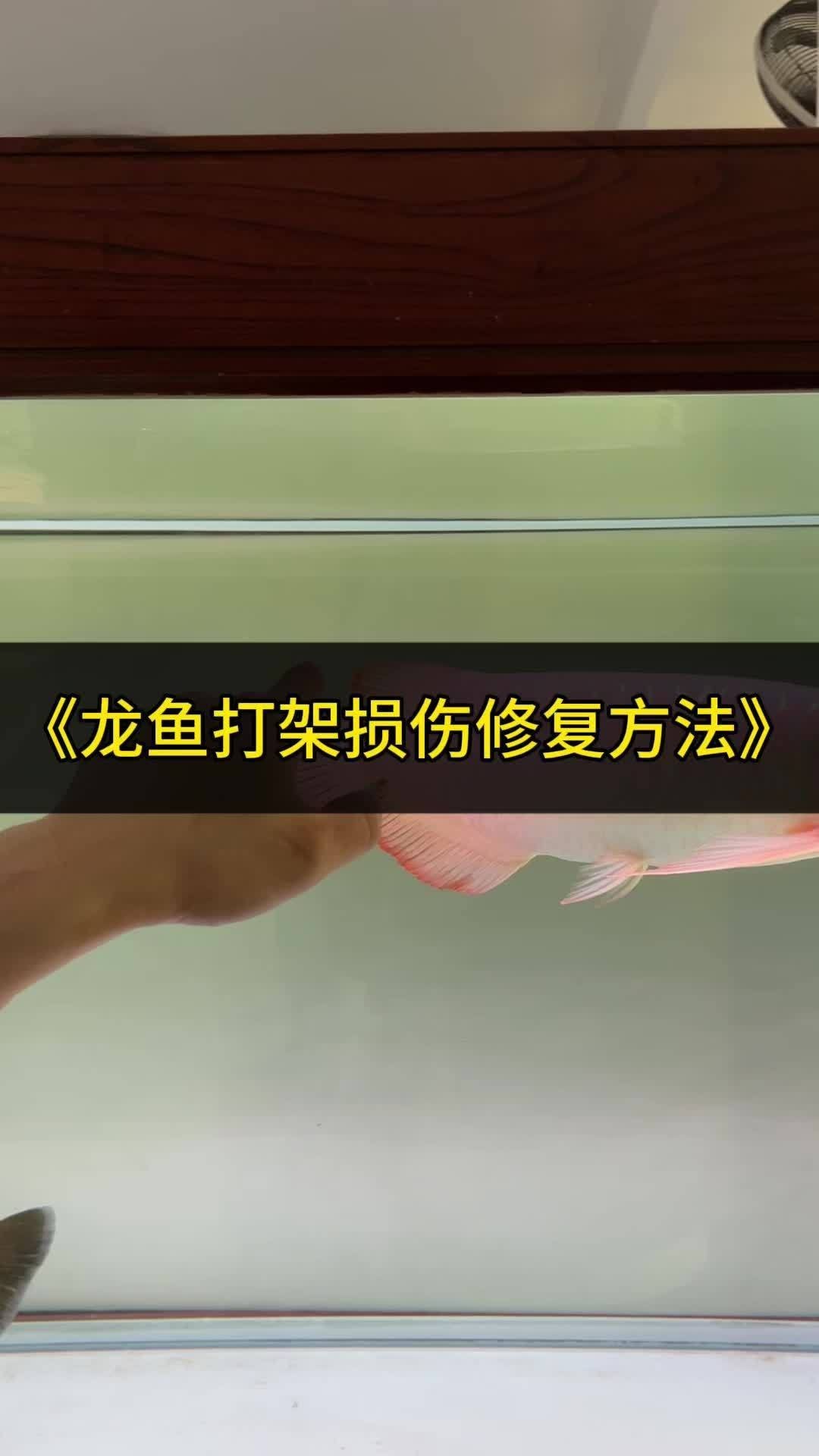 龍魚打架后如何處理