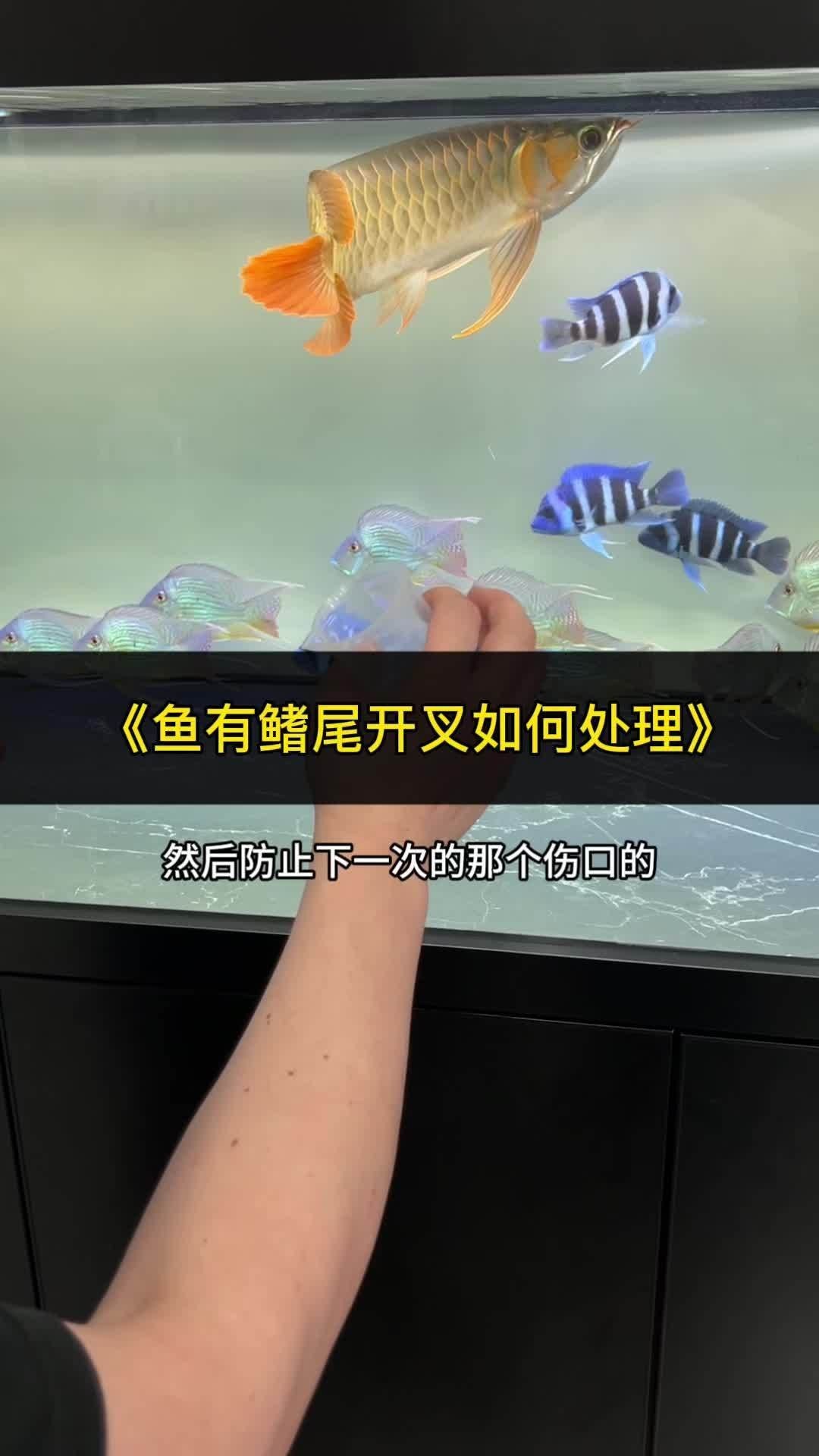 龍魚打架后如何處理