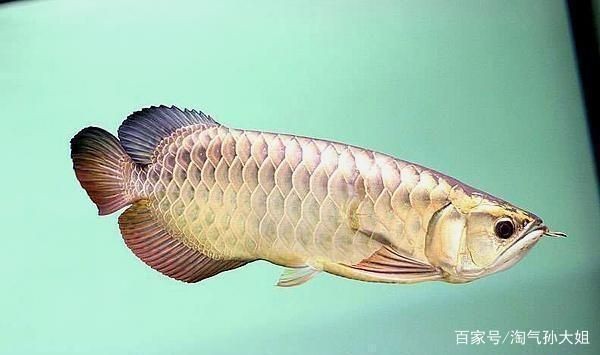 龍口市北馬魚水之鄉水族館（龍口市北馬魚水之鄉水族館電話）