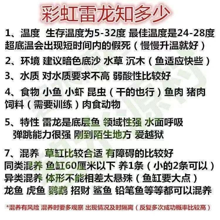 銀龍魚和雷龍魚哪個貴