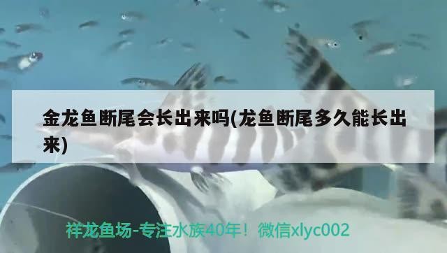 城關(guān)區(qū)雁灘花魚市場胡斌水族店（城關(guān)區(qū)雁灘花魚市場胡斌水族店電話） 城關(guān)區(qū)雁灘花魚市場胡斌水族店（城關(guān)區(qū)雁灘花魚市場胡斌水族店電話） 全國水族館企業(yè)名錄