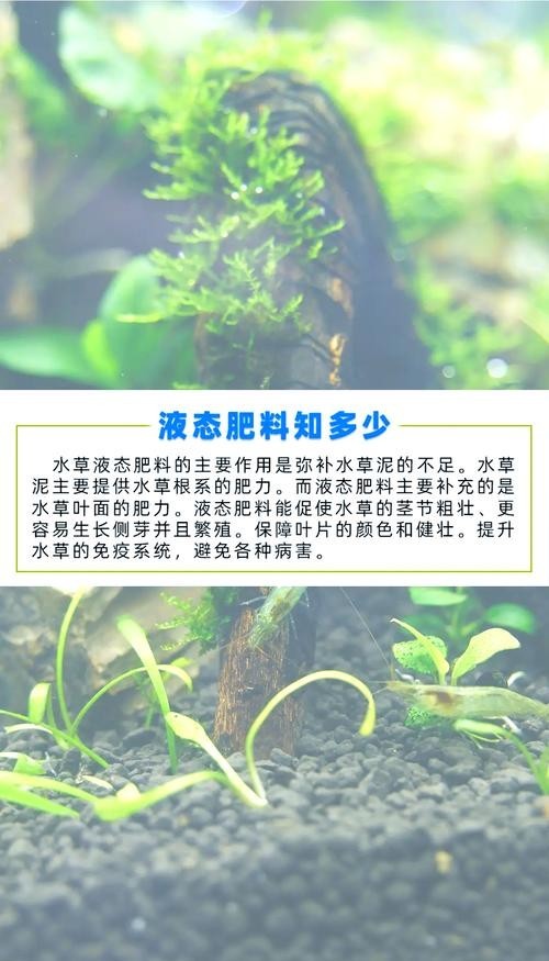 龍魚缸水草需要施肥嗎