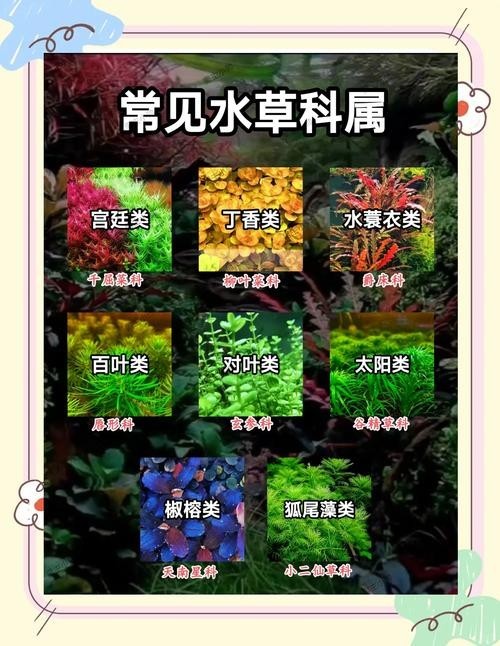 龍魚缸水草需要施肥嗎