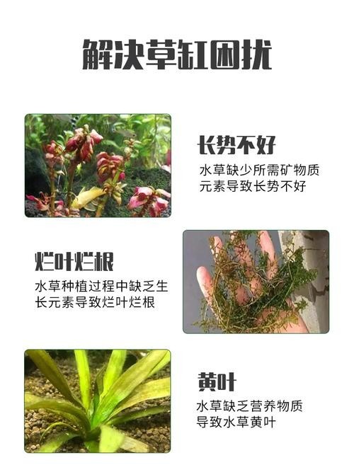 龍魚缸水草需要施肥嗎