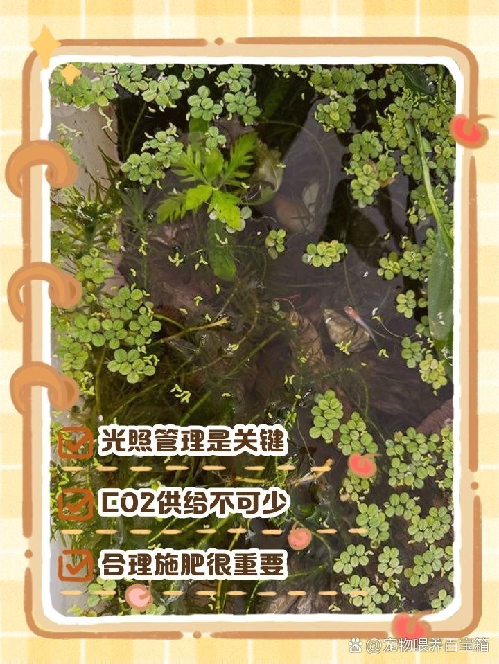 龍魚缸水草需要施肥嗎