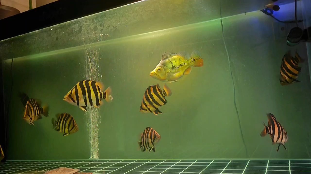 養(yǎng)魚(yú)佬的睡前日常[deyi]