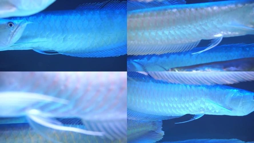 銀龍魚和什么魚混養(yǎng)好一點呢圖片欣賞