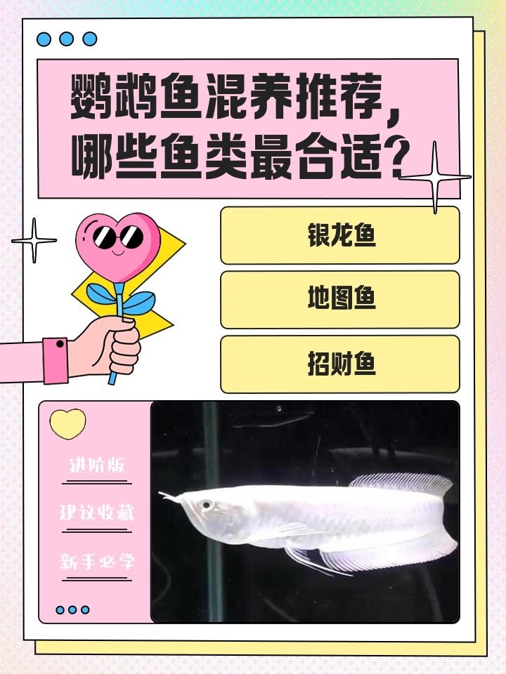 銀龍魚和鸚鵡魚