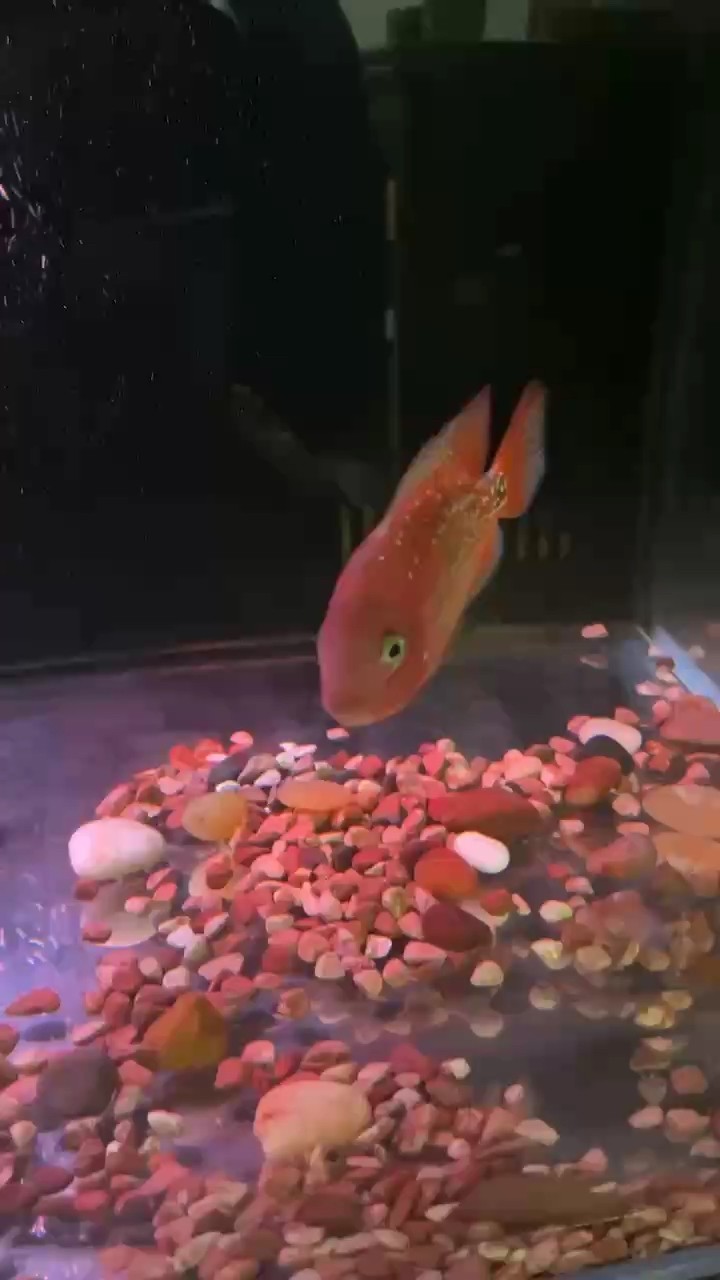 這魚如何？請大神指點