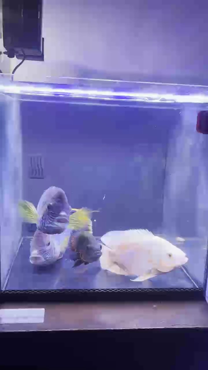 這個密度怎么樣？ 這個密度怎么樣？ 龍魚論壇
