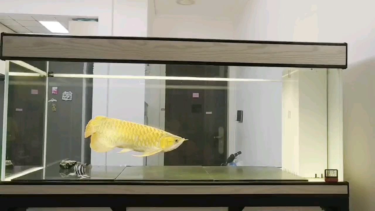 入缸三年零二個月！！！ 入缸三年零二個月！！！ 龍魚論壇
