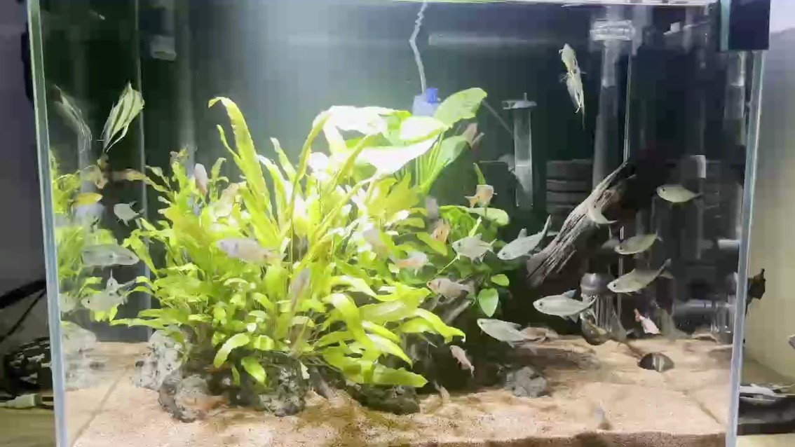 去年我的魚缸后續來了，也可以看我去年發的 去年我的魚缸后續來了，也可以看我去年發的 龍魚論壇