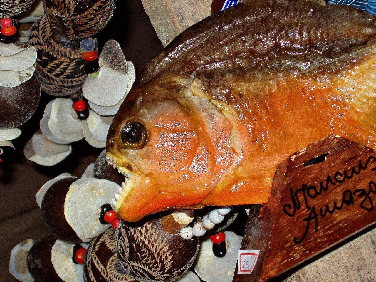 申古魚食人魚 龍魚論壇 申古魚食人魚 申古魚食人魚 龍魚論壇