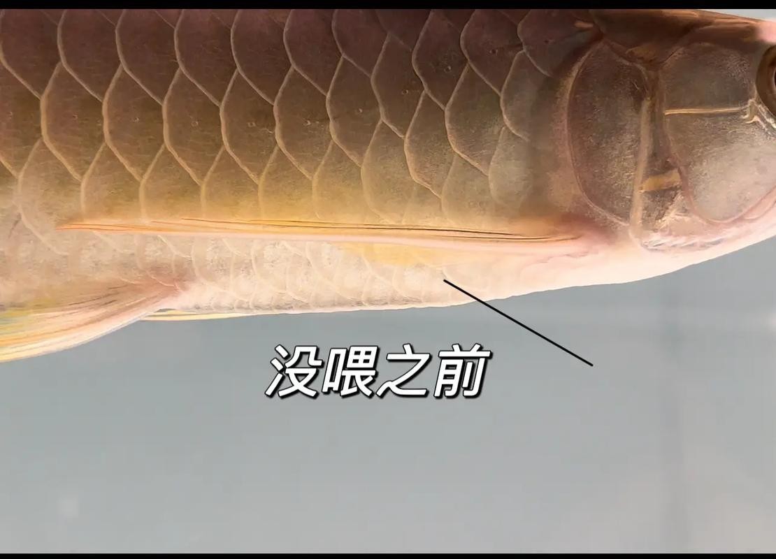 龍魚不習慣手喂怎么辦？