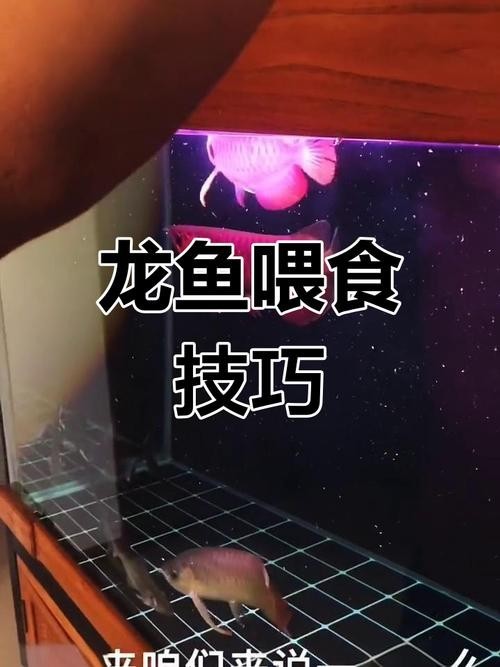 龍魚不習慣手喂怎么辦？