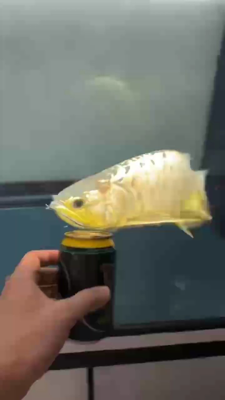 魚說水是它的世界，酒說醉是它的宿命。